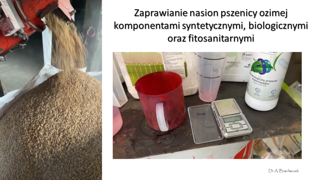 - wsz1